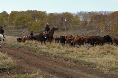 cattle drive 105.jpg