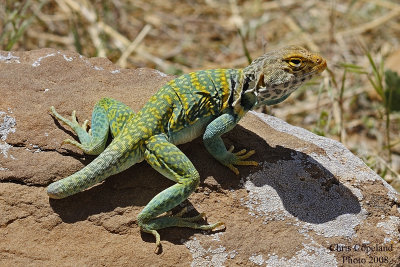 Collared lizard 4 x 6 with name .jpg