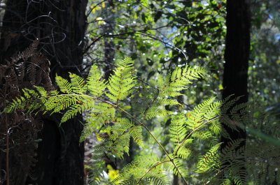 Deua NP August A 01 03 2008 023.jpg