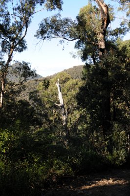 Deua NP August 01 03 2008 019.jpg