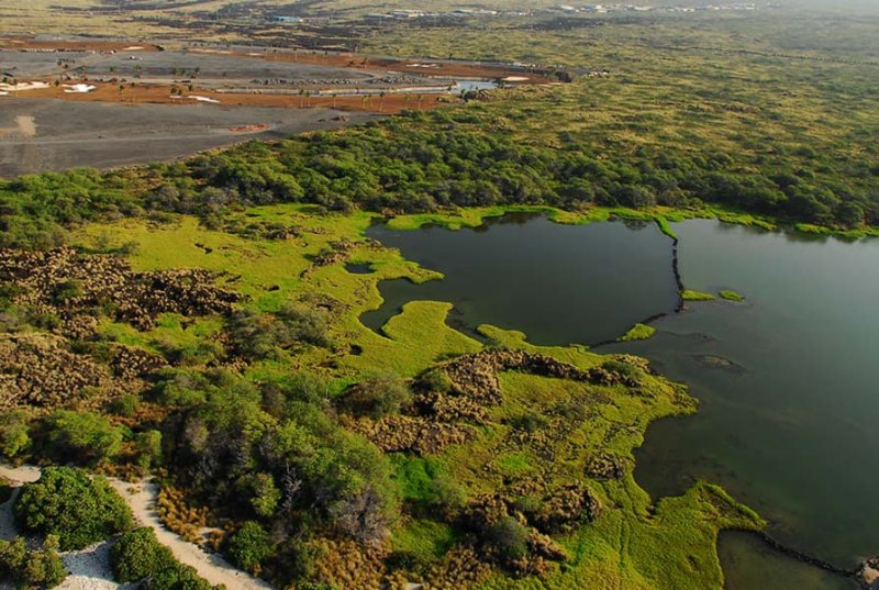 alkaline pond at kohanaiki