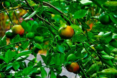 tangelo (mandarin)