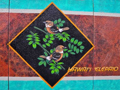 hawai'i 'elepaio