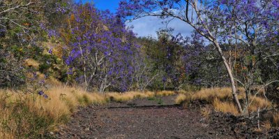 jacaranda trail