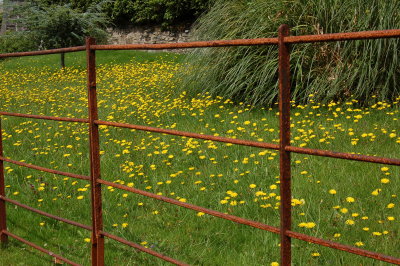 All the flowers behind fences