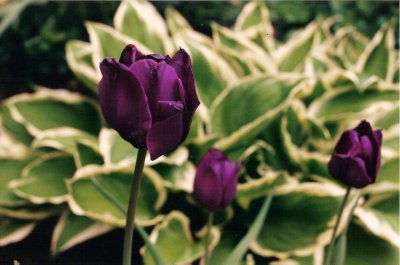 Tulips and hosta