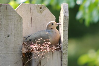 Morning dove nest