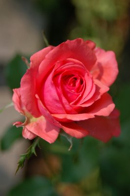 Red tea rose