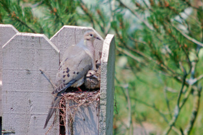 Hatchlings filling nest