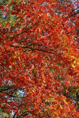 Red maples
