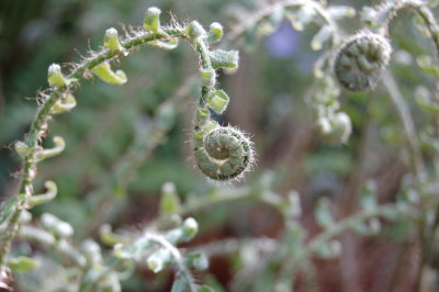 Fern opening