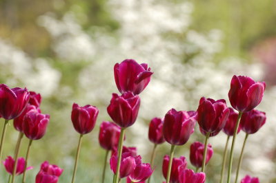 Spring flowers