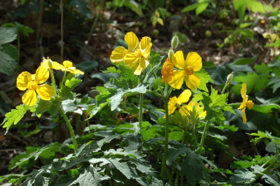 Groundcover