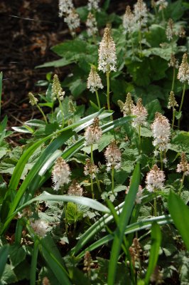 Spring bulbs