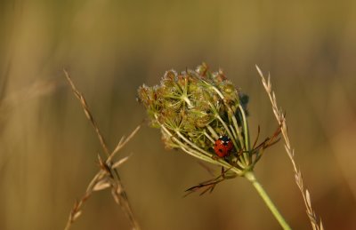 Lady bug & Dew drops