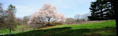 Bronx Botanical Garden