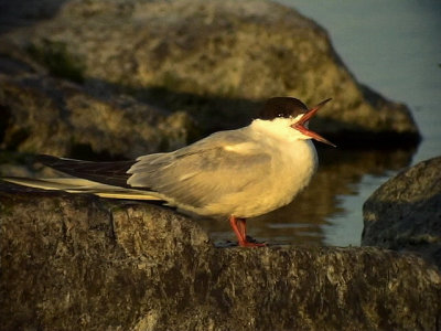 Fisktrna Common Tern Sterna hirundo	