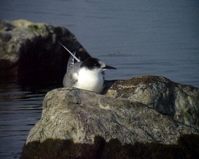 Silvertrna<br> Arctic Tern<br> Sterna paradisaea	