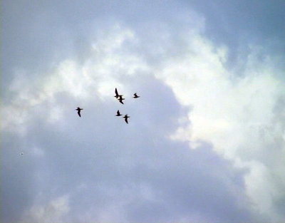 Smspov<br> Whimbrel<br>  Numenius phaeopus