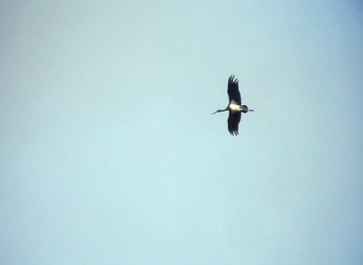 Svart stork Black Stork Ciconia nigra	
