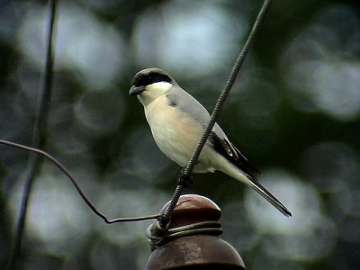 Svartpannad trnskata   Lesser Grey Shrike Lanius minor	