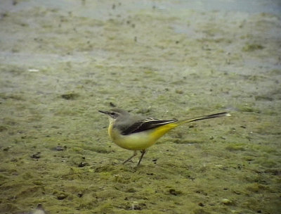 Forsrla Grey Wagtail Motacilla cinerea canariensis