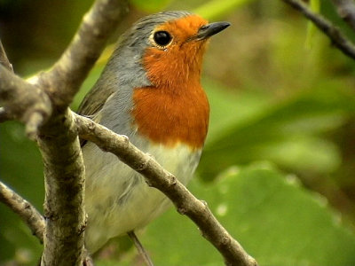 Rdhake<br> European Robin<br> Erithacus rubecula(superbus)