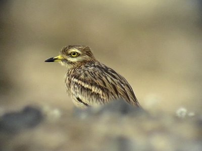 Tjockfot Stone-Curlew Burhinus oedicnemus(insularum)