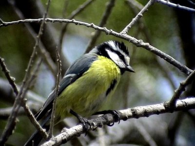 Koboltmes African Blue Tit Cyanistis ultramarinus(degener)