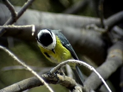 Koboltmes African Blue Tit Cyanistis ultramarinus(degener)