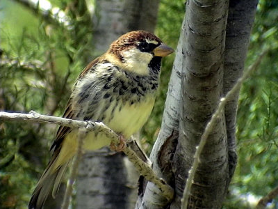 Spansk sparv  Spanish Sparrow Passer hispaniolensis