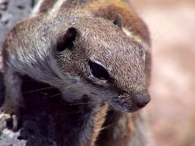 Barbary Ground Squirrel<br> Atlantoxerus getulus