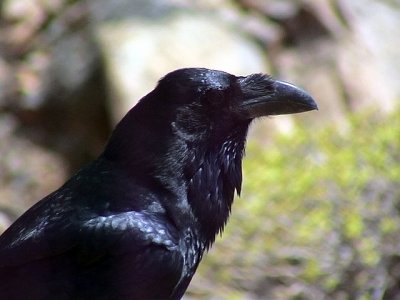 Korp Raven Corvus corax(tingitanus)