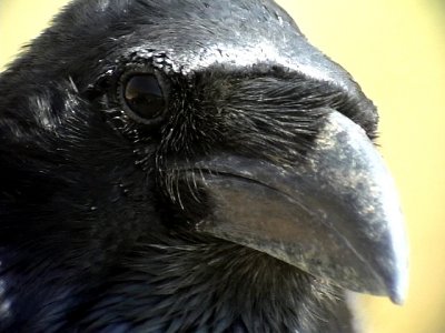 Korp Raven Corvus corax(tingitanus)
