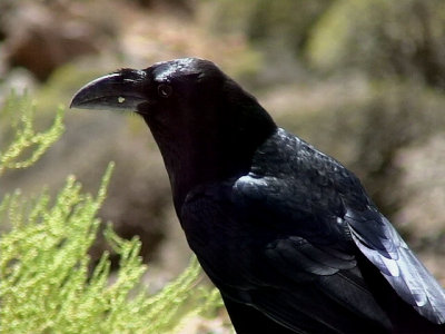 Korp Raven Corvus corax tingitanus