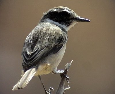 Kanariebuskskvtta Canary Islands Stonechat Saxicola dacotiae