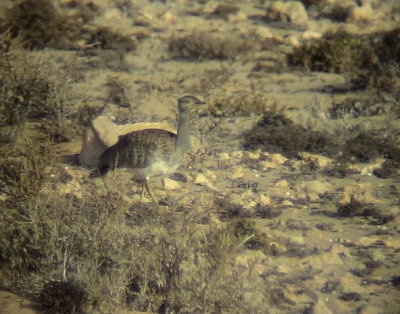 kentrapp Houbara Bustard Chlamydotis undulata