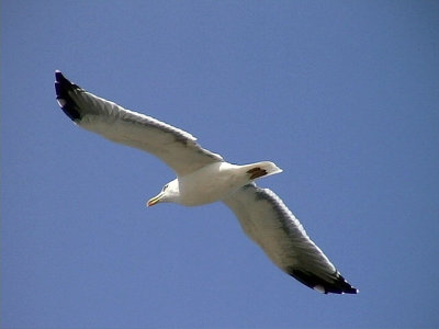 Medelhavstrut Yellow-legged Gull Larus michahellis(atlantis)