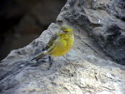 Kanariesiska Canary Serinus canaria