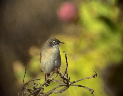 Glasgonsngare Spectacled Warbler Sylvia conspicillata(orbitalis)