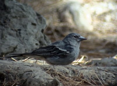 Blåfink Blue Chaffinch Fringilla teydea(teydea)