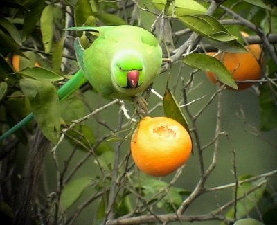 Halsbandsparakit Rose-ringed Parakeet Psittacula krameri