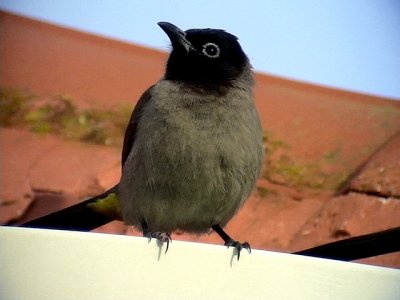 Levantbulbyl White-eyed Bulbul (White-spectacled Bulbul) Pycnonotus xanthopygos