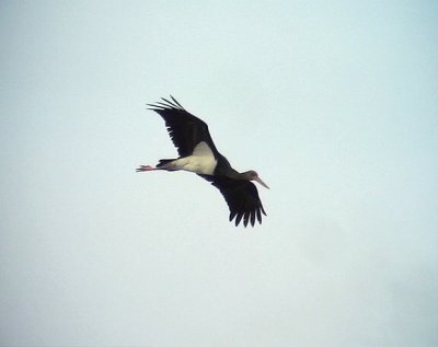 Svart stork Black stork Ciconia nigra