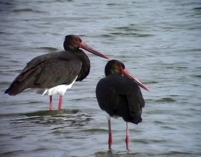 Svart stork Black stork Ciconia nigra