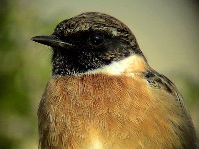  Svarthakad buskskvtta Stonechat Saxicola torquata