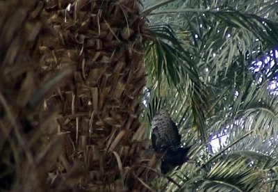 Tofsbivrk Crested Honey Buzzard  Pernis ptilorhyncus