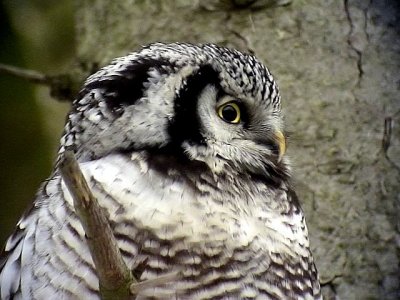 Hkuggla Northern Hawk Owl Surnia ulula	