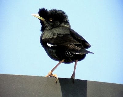 Större tofsmajna Crested Myna Acridotheres cristatellus
