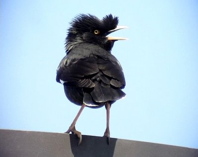 Större tofsmajna Crested Myna Acridotheres cristatellus